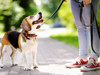 Which is the best equipment for Dog Walking?