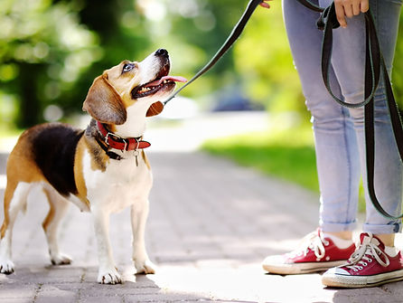 Dog Walking