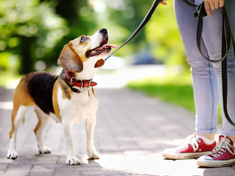 Dog Walk