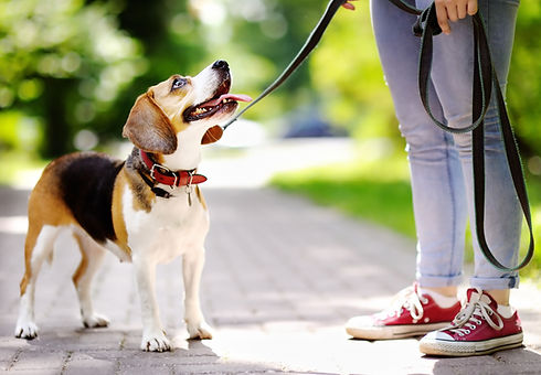 Dog Walk