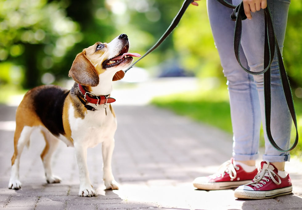 Promenade d'un Beagle