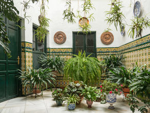 ¿Cómo cuidar las plantas en verano?