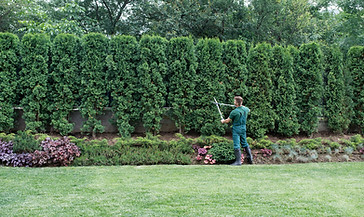 Gardener Trimming Hedges