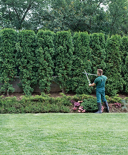 Jardinier taillant les haies