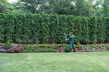 Gardener Trimming Hedges