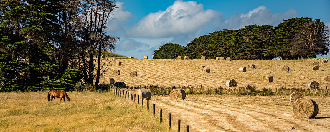 Horse Grazing