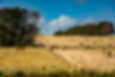 Horse Grazing