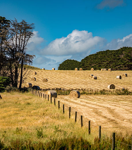 Horse Grazing