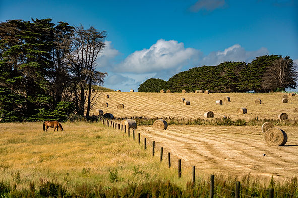 field of hay