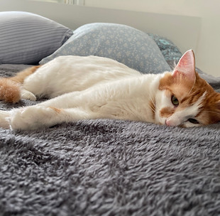 Relaxed Cat Resting