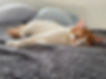 Cat on a grey blanket
