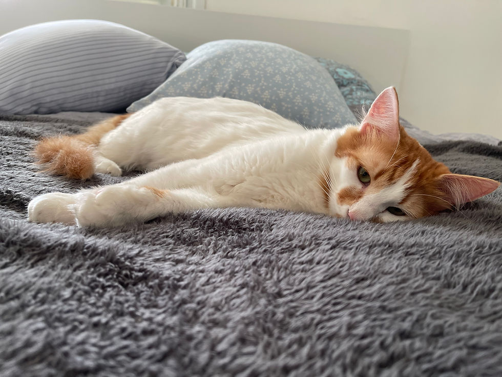 Relaxed Cat Resting