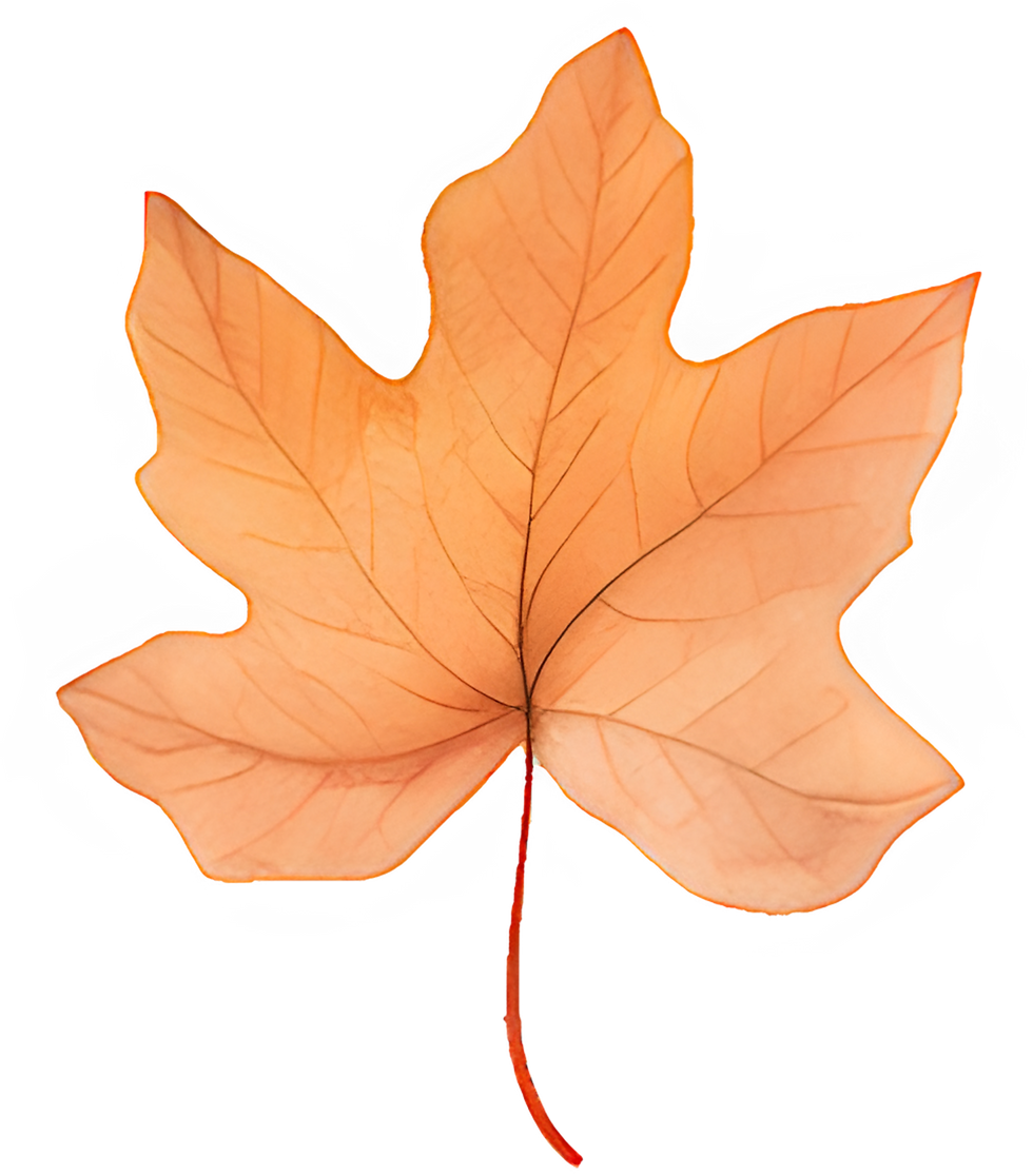 Autumn Maple Leaf