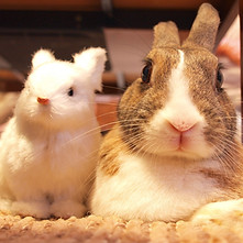 うさぎ