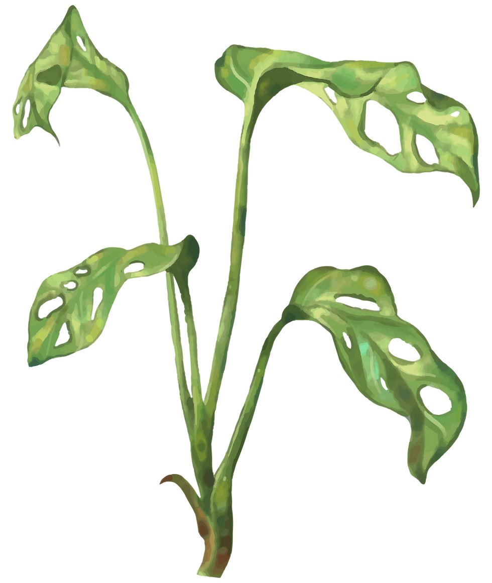 Planta Verde Ilustrada