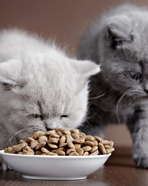 Kittens Eating Food