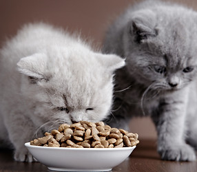 Two British Kittens