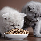 Two British Kittens