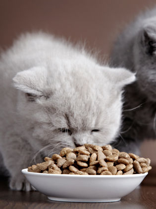 two kittens eating kibble