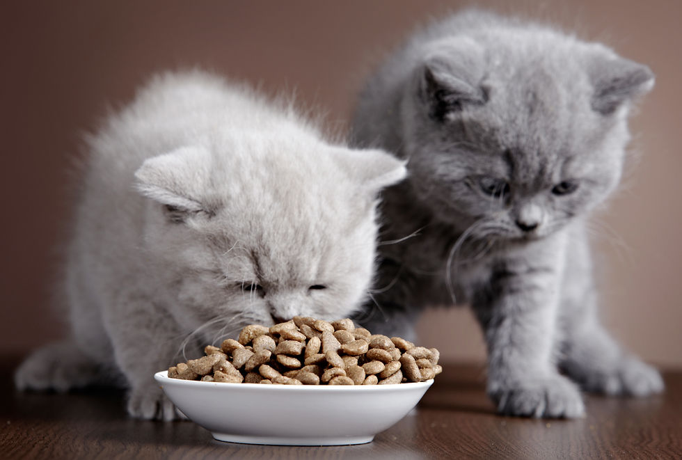 Kittens Eating Food