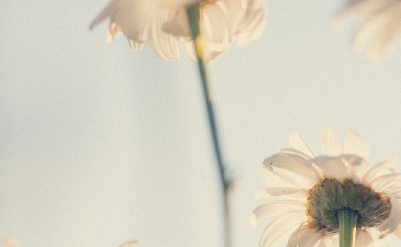 White Daisies Blooming