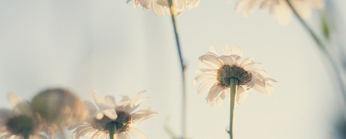 Daisies