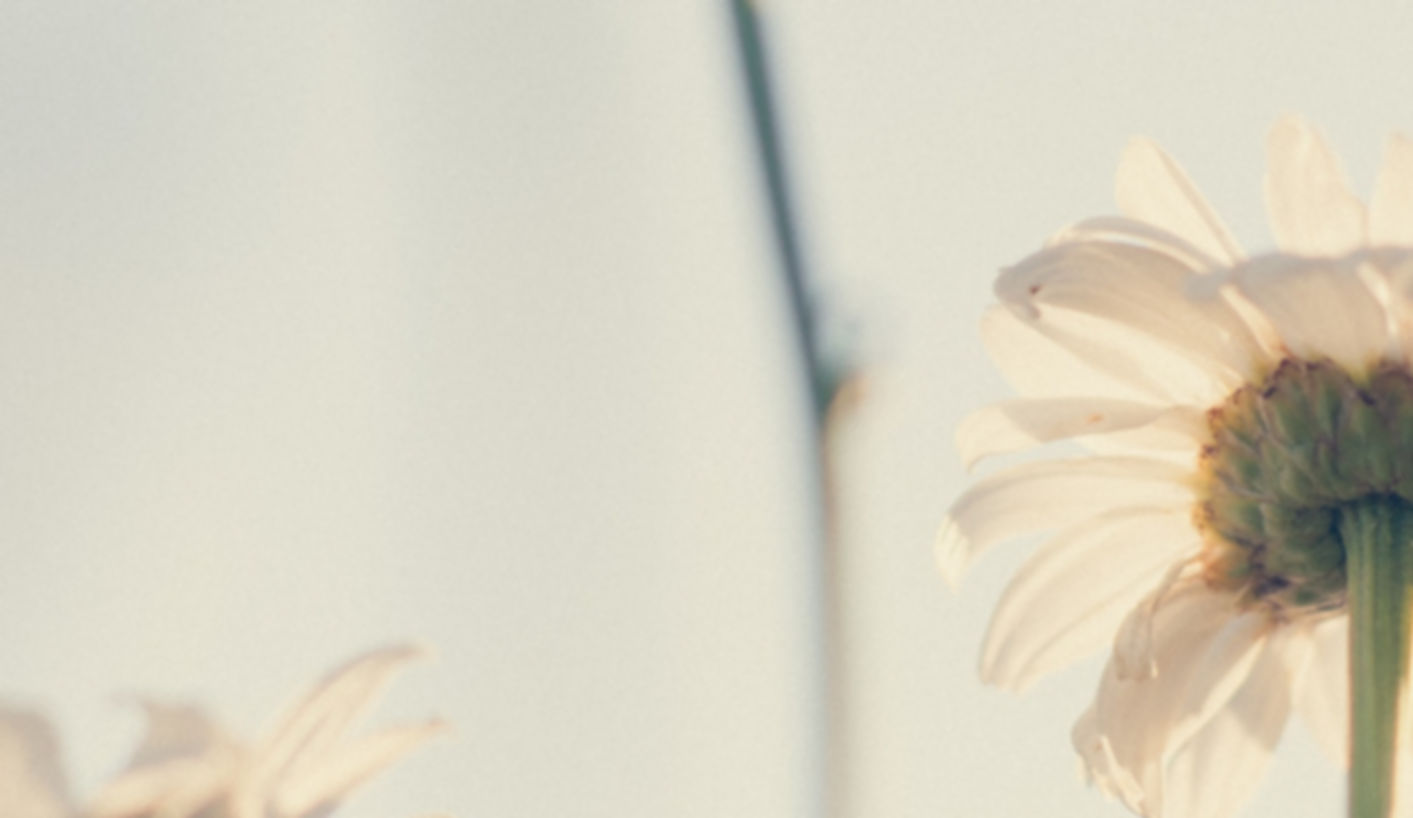 Daisies
