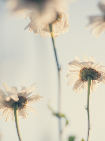 Daisies