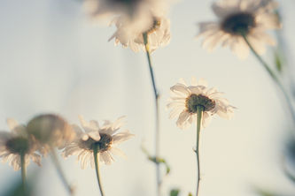 Marguerites blanches en fleurs