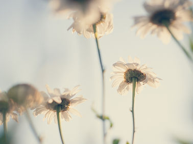 White Daisies Blooming
