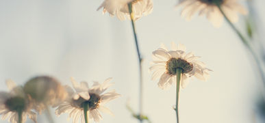 White Daisies Blooming