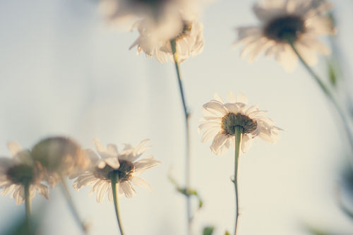 Marguerites blanches en fleurs