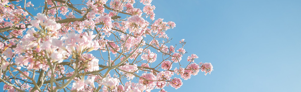 Pink Blossom