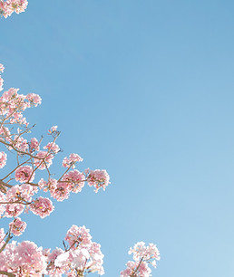 Pink Blossom