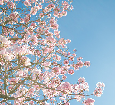 arbre en Fleur rose