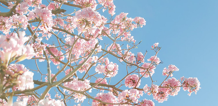 Cherry Blossom Tree