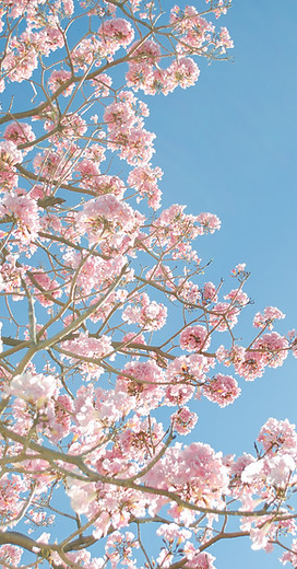 Pink Blossom