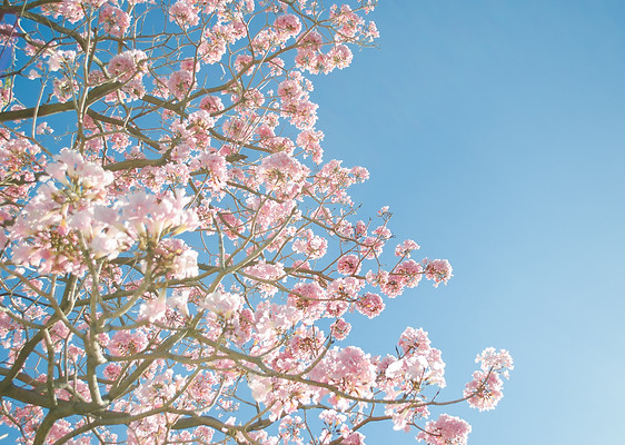 Pink Blossom