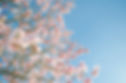 Pink Blossom