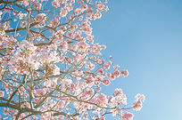 Cherry Blossom Tree