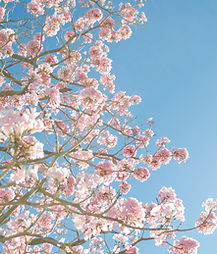 Cherry Blossom Tree