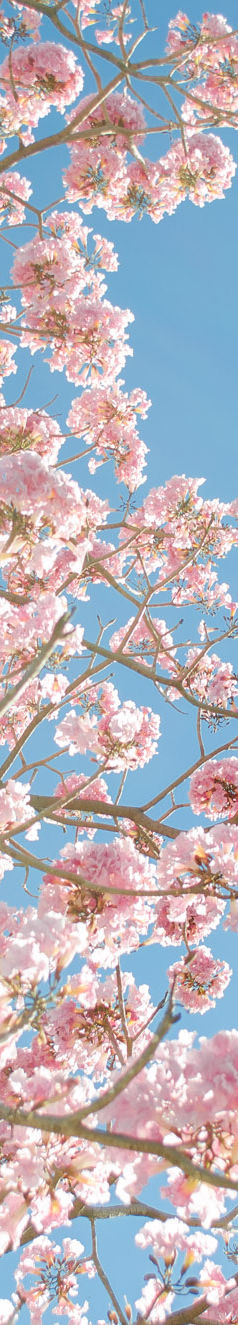Árbol de cerezo en flor