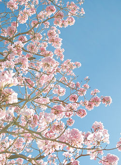 cerisier en fleurs