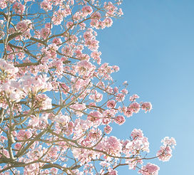 Cherry Blossom Tree