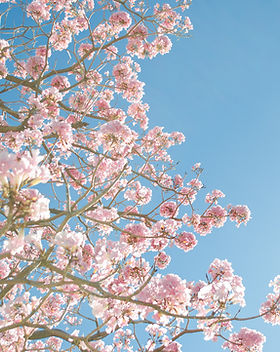 Cherry Blossom Tree