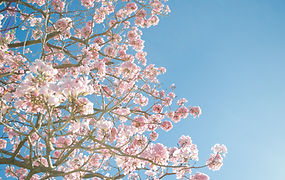 Cherry Blossom Tree
