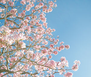 Pink Blossom