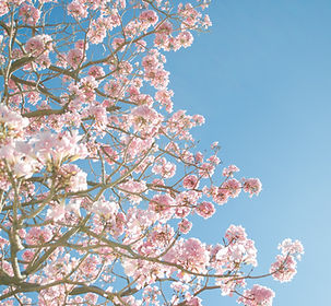 Pink Blossom