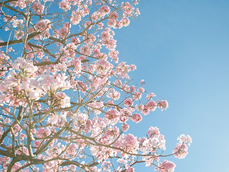 Pink Blossom