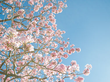 Cherry Blossom Tree